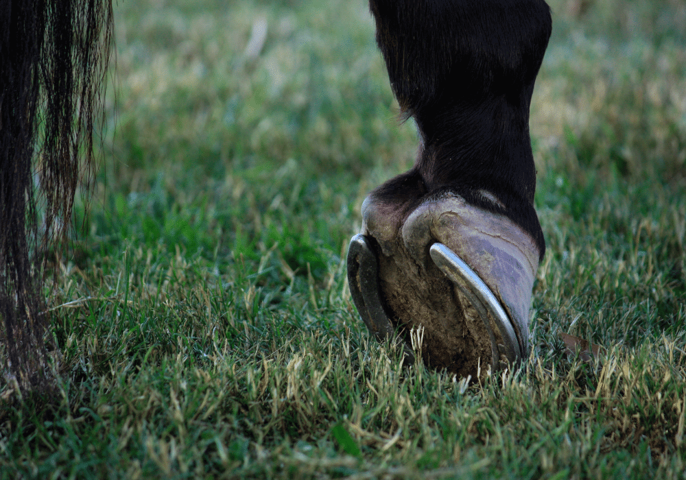 what causes laminitis in horses